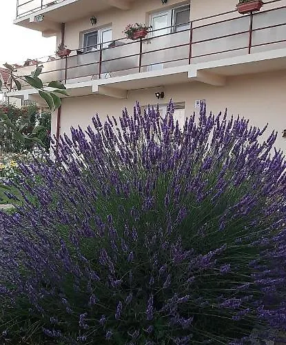 招待所 Timona- De Inchiriat 科斯蒂内什蒂