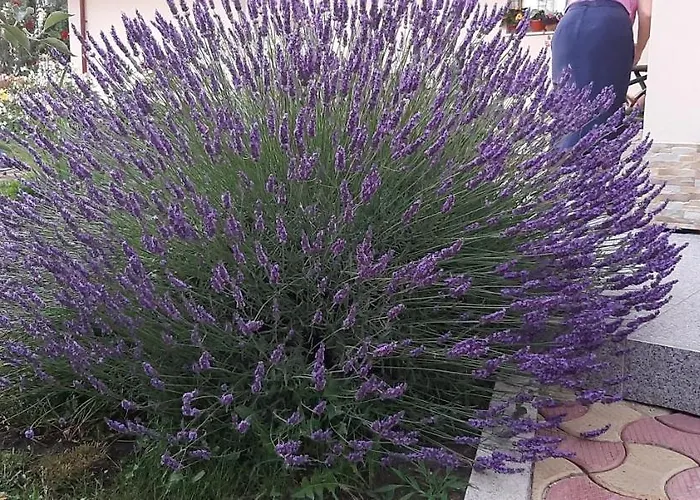 Timona- De Inchiriat 招待所