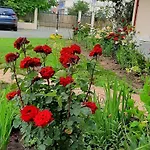 Guest house Timona- De Inchiriat Costinesti