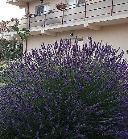 招待所 Timona- De Inchiriat 科斯蒂内什蒂