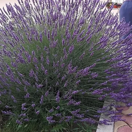 Timona- De Inchiriat 招待所